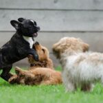 playing-puppies-790638_1280